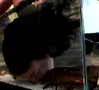 Bobbing For Lobsters